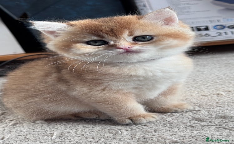 British Shorthair cats - Advert 10