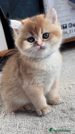 British Shorthair cats - Advert 16
