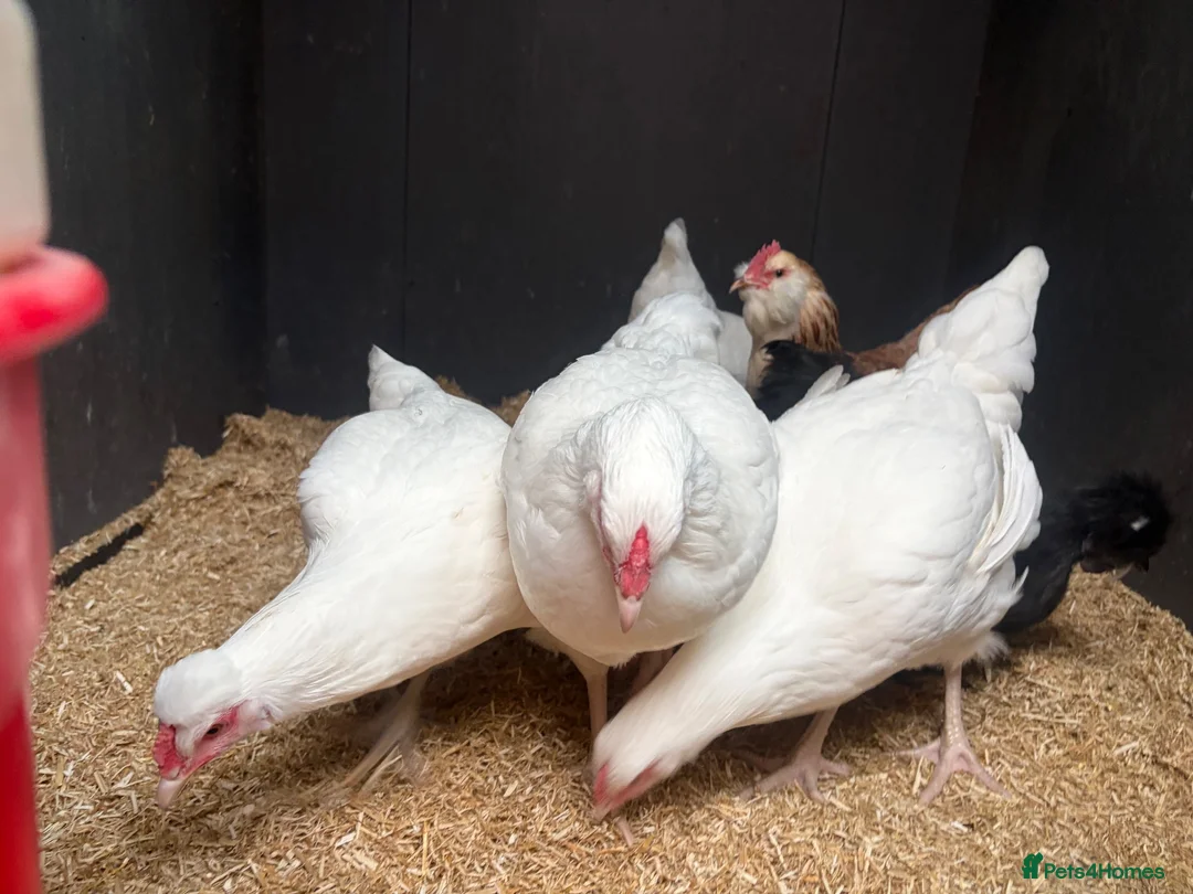 Chickens poultry for sale: 4 female chickens  - Advert 1