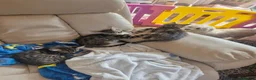 Bengal cats for sale: 🐾 Beautiful Bengal Girl Kittens - available now🐾 in Reading - Advert 2