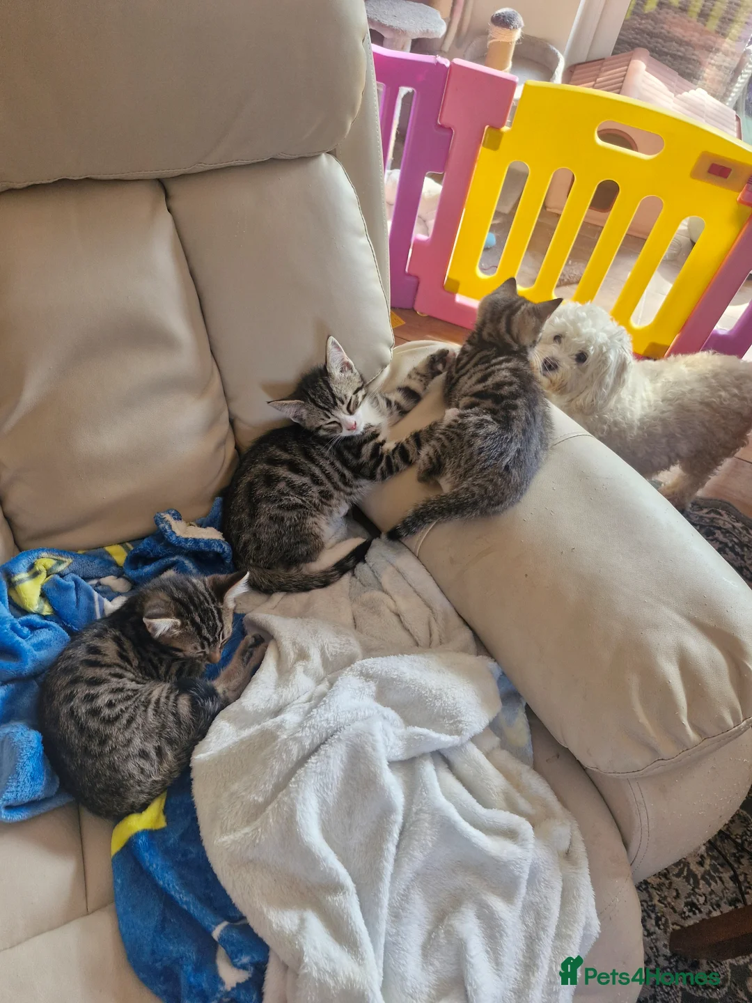 Bengal cats for sale: 🐾 Beautiful Bengal Girl Kittens - available now🐾 in Reading - Advert 2