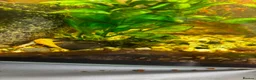 Catfish fish for sale: Baby Bristnose Catfish in Croydon - Advert 4