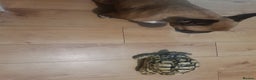Tortoise reptiles for sale: 11 year old leopard tortoise.  Very friendly  - Advert 3