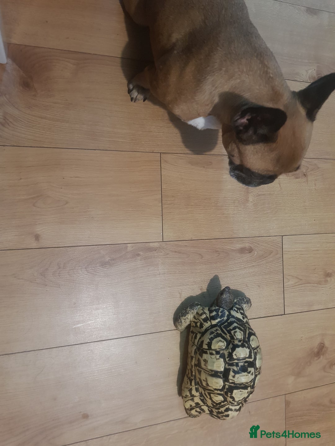 Tortoise reptiles for sale: 11 year old leopard tortoise.  Very friendly  - Advert 3