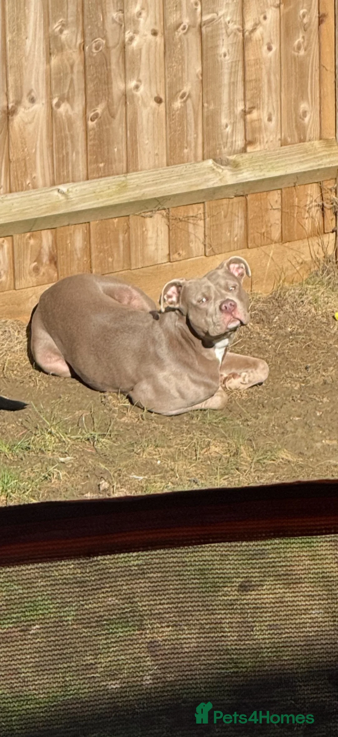 Mixed Breed dogs for sale: American bull dog cross lurcher  - Advert 2
