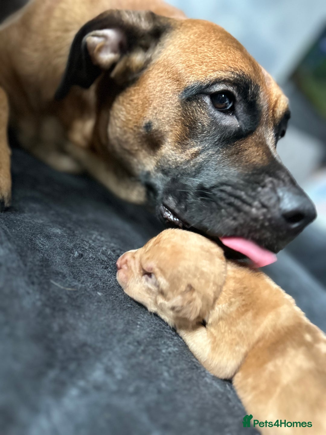 Mixed Breed dogs for sale: Mix American staffs  - Advert 7