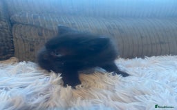 Mixed Breed cats for sale: 😻😻 2 beautiful black girls available 😻😻 - Image 9