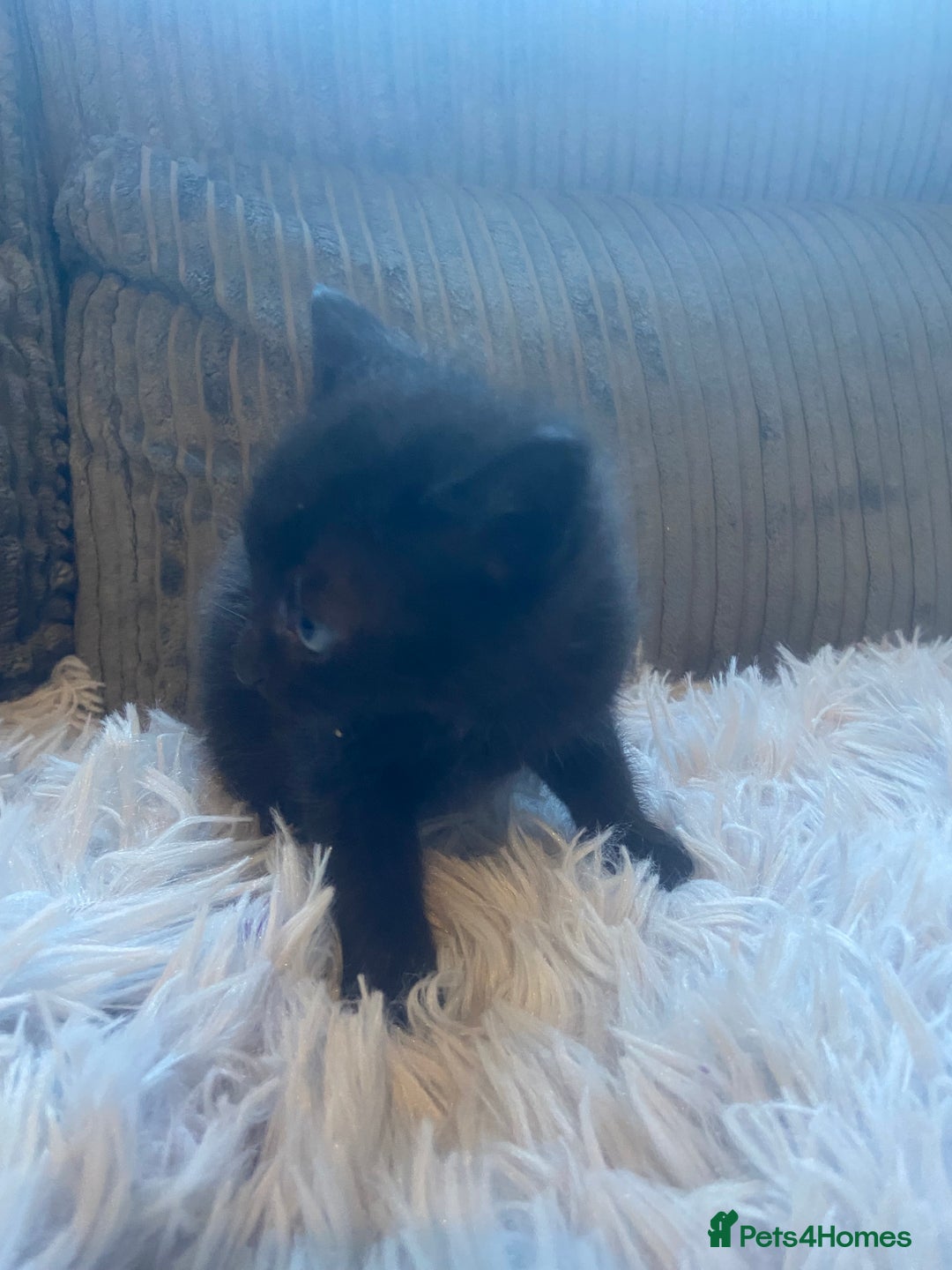 Mixed Breed cats for sale: 😻😻 2 beautiful black girls available 😻😻 - Image 9