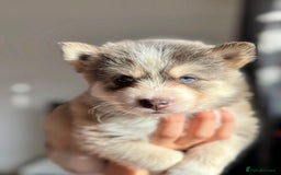 Pomsky dogs for sale: Family-Raised Pomsky Pups - Advert 15