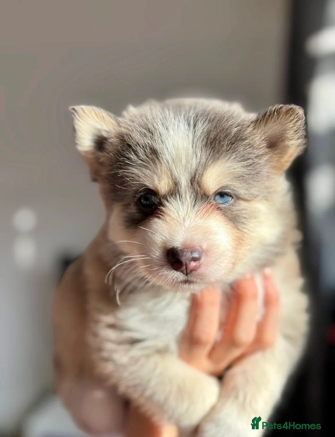 Pomsky dogs for sale: Skye and Sahara  - Advert 1