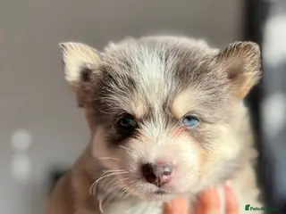 Pomsky dogs Skye and Sahara - Advert 2