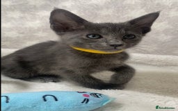 Oriental cats for sale: Oriental X Siamese  - Image 14