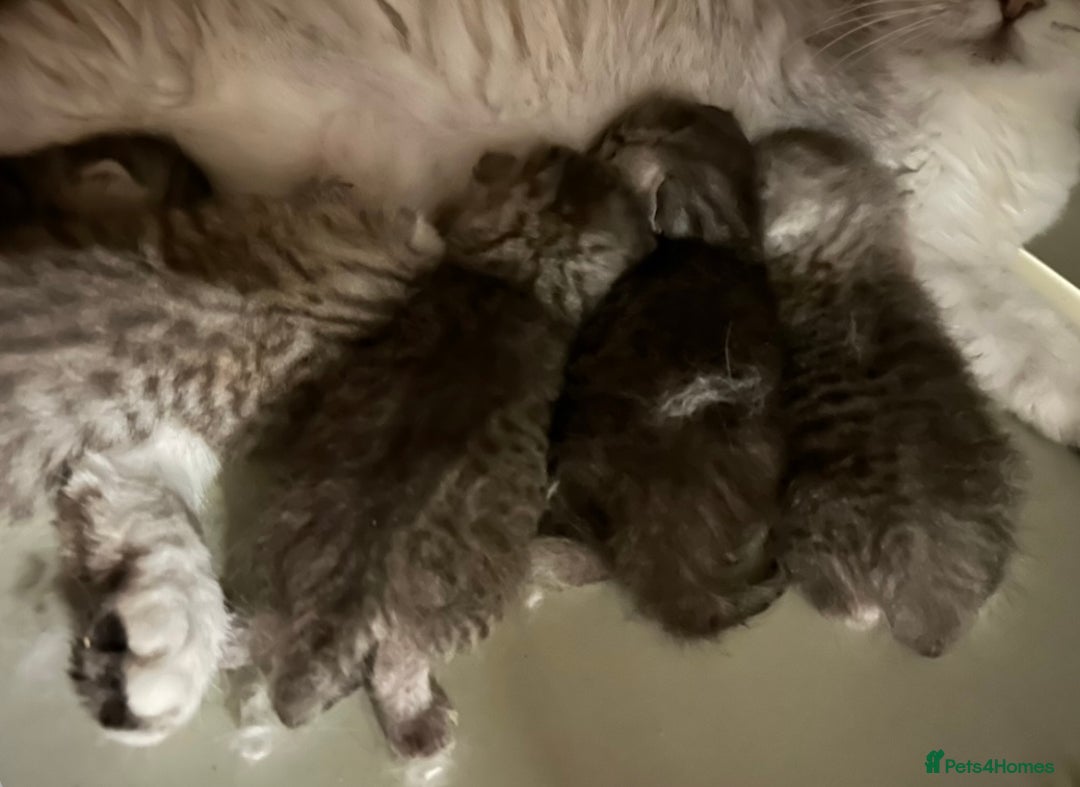 British Shorthair cats for sale: Silver Spotted Full Pedigree Registered BSH - Image 27