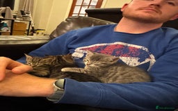 Mixed Breed cats for sale: Gorgeous kittens  - Image 12
