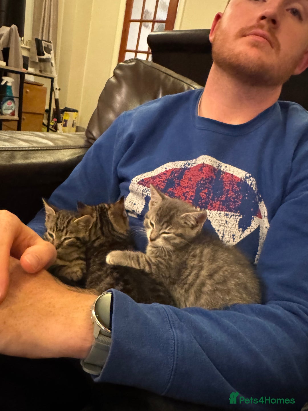 Mixed Breed cats for sale: Gorgeous kittens  - Image 12