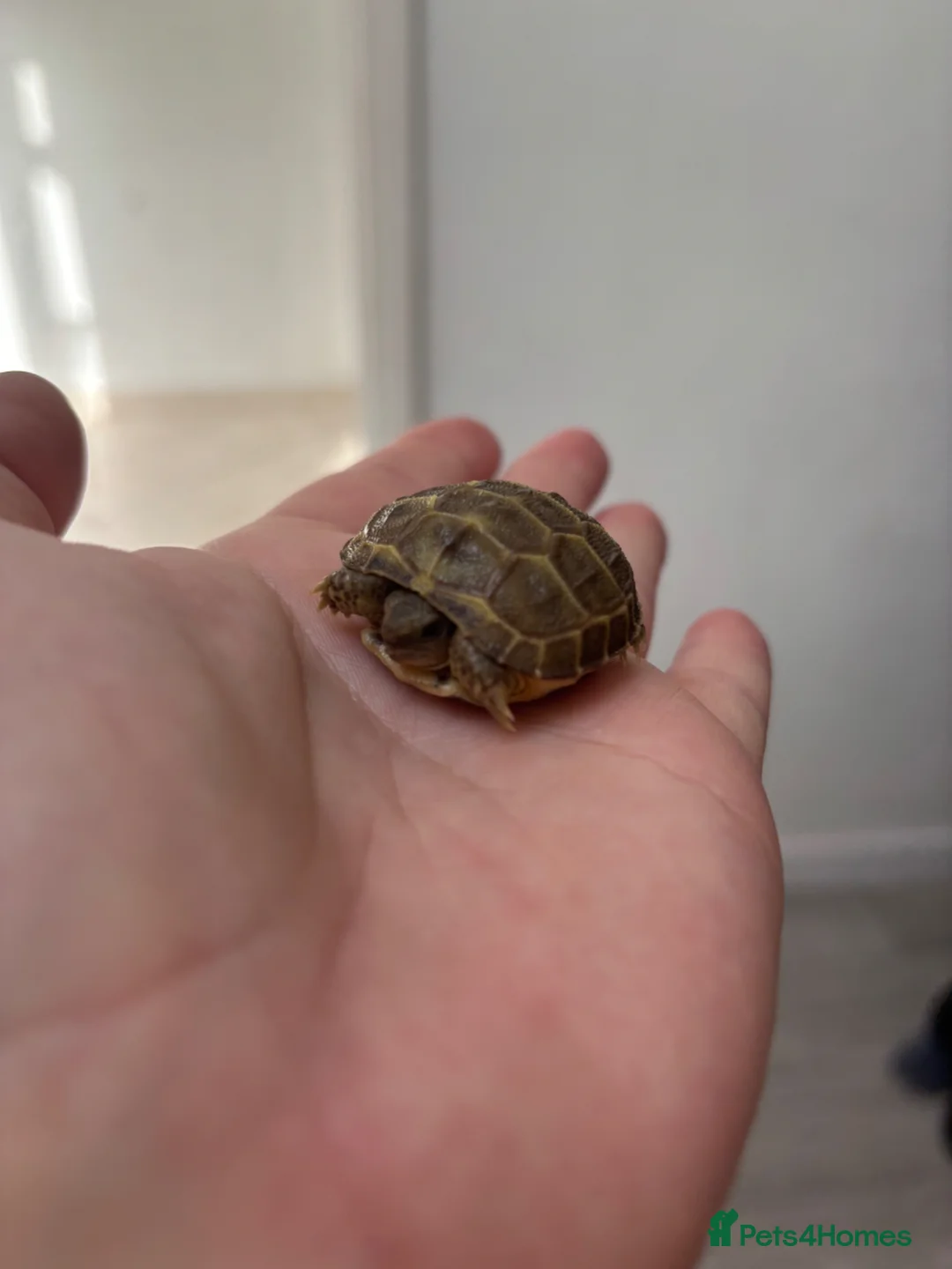 Tortoise reptiles for sale: STUNNING UK BRED HORSEFIELD BABIES - Advert 2