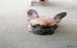 French Bulldog dogs for sale: Gorgeous French bulldog puppies Just 1 girl left!  - Advert 23