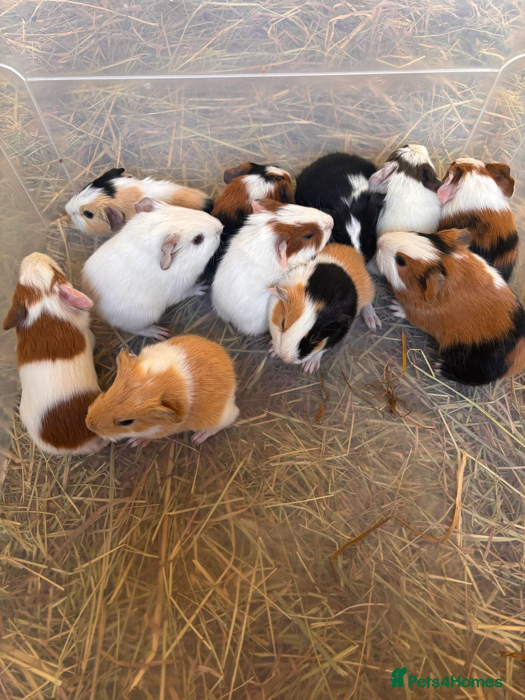 Guinea Pig rodents for sale: Baby Guinea Pigs  in Knighton - Advert 1