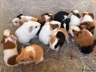 Guinea Pig rodents Baby Guinea Pigs in Knighton - Advert 17