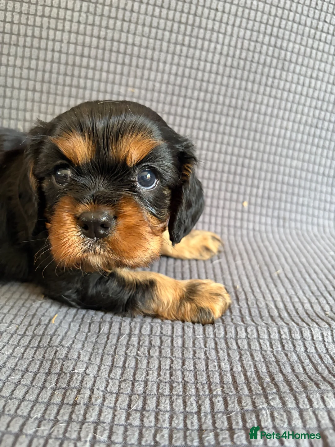 Cavalier King Charles Spaniel dogs for sale: KC Beautiful Health Tested Babies - Advert 10