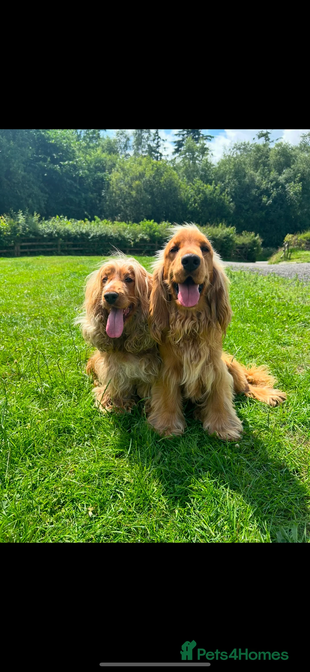 Cocker Spaniel dogs for sale: Gorgeous golden Show Cocker spaniel Litter  - Advert 15