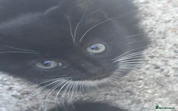 Mixed Breed cats for sale: cute kittens  - Image 11