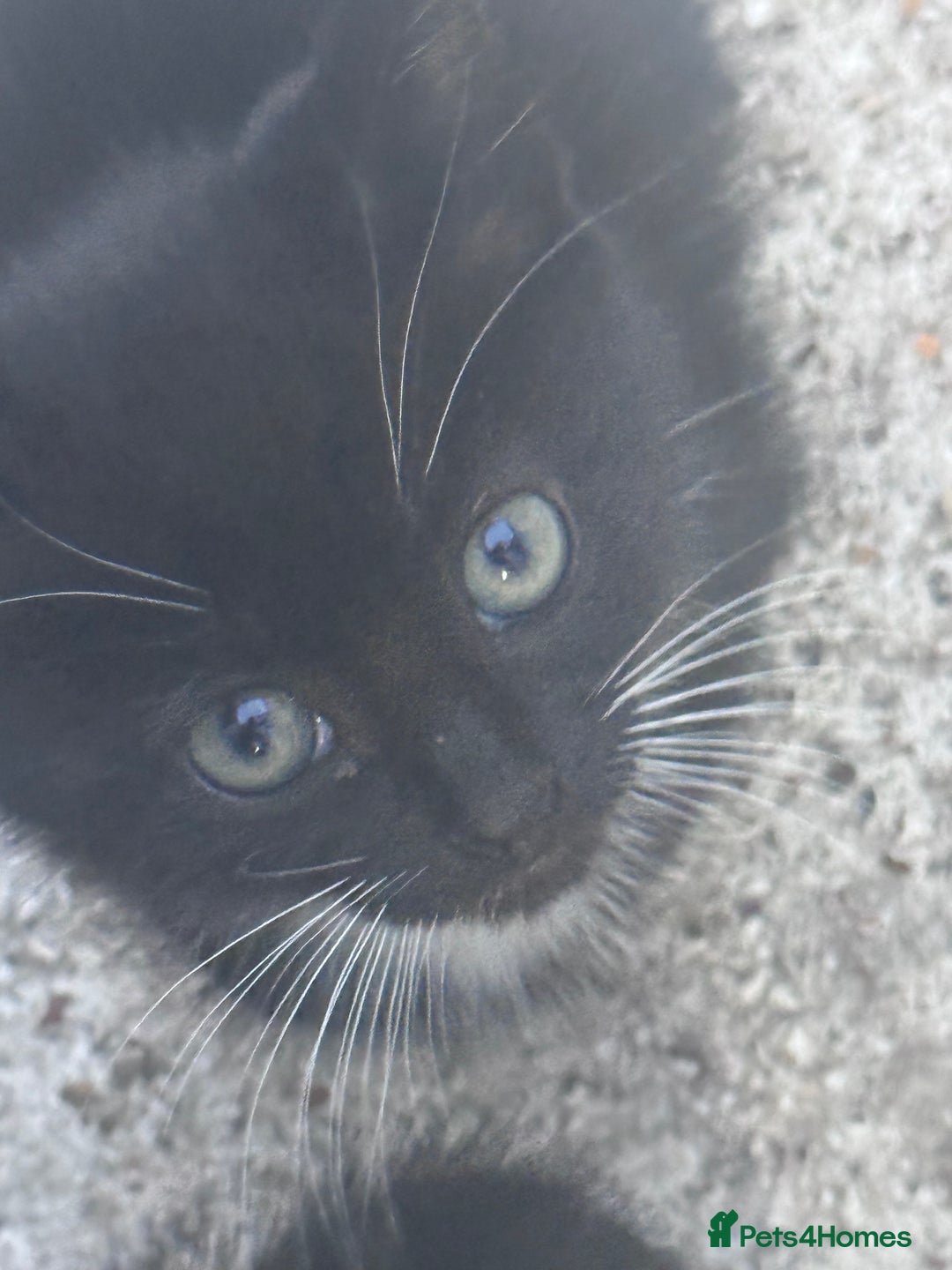 Mixed Breed cats for sale: cute kittens  - Image 11
