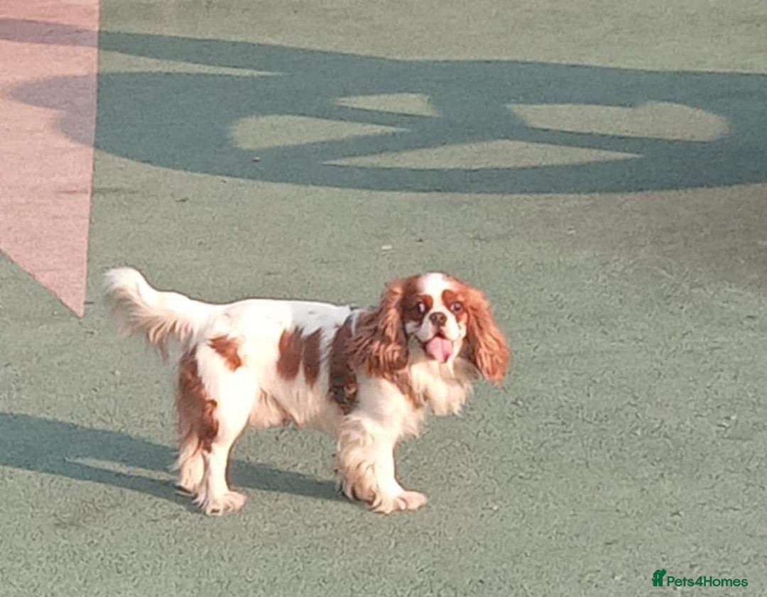Cavalier King Charles Spaniel dogs for stud: Stud Service - Advert 1