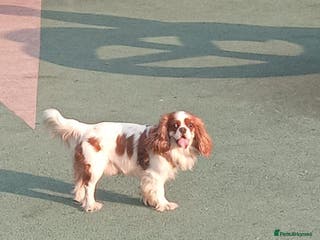 Cavalier King Charles Spaniel dogs Stud Service - Advert 5
