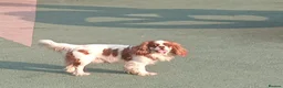 Cavalier King Charles Spaniel dogs for stud: Stud Service - Advert 1