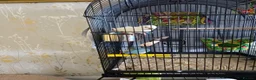 Parrots birds for sale: 2 Quaker parrots in Frinton-on-Sea - Advert 1