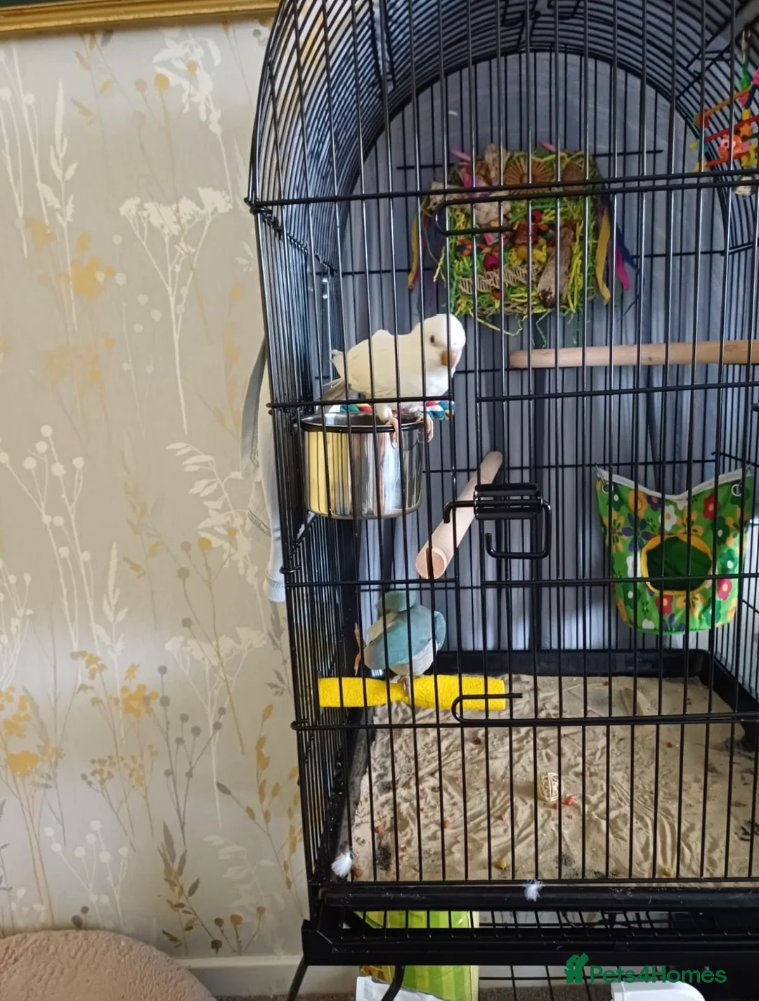 Parrots birds for sale: 2 Quaker parrots in Frinton-on-Sea - Advert 1