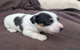 Jack Russell dogs for sale: Delightful Jack Russell Puppies  - Image 13
