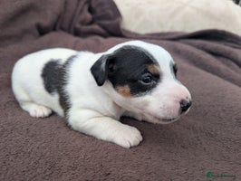 Jack Russell dogs - Advert 3