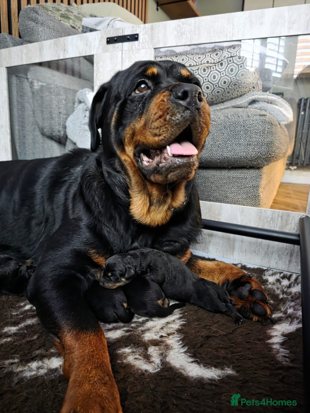 Rottweiler dogs for sale: Beautiful chunky Rottweiler puppies  - Advert 10