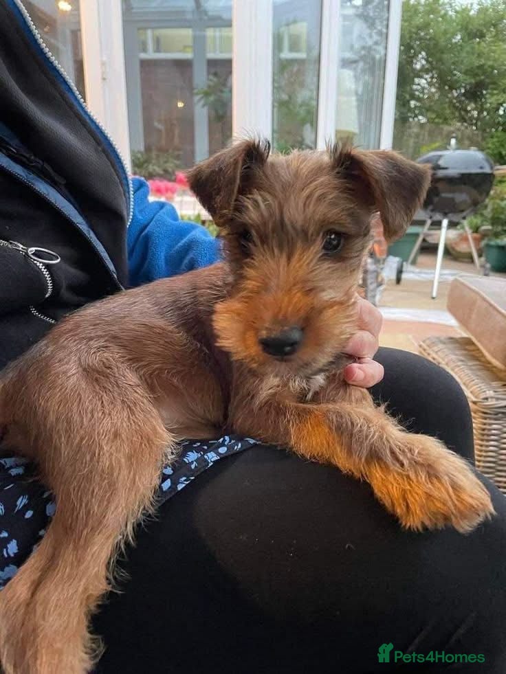 Irish Terrier dogs Irish Terrier  - Advert 2