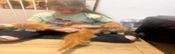Maine Coon cats for sale: Maine Coon kittens - Advert 2