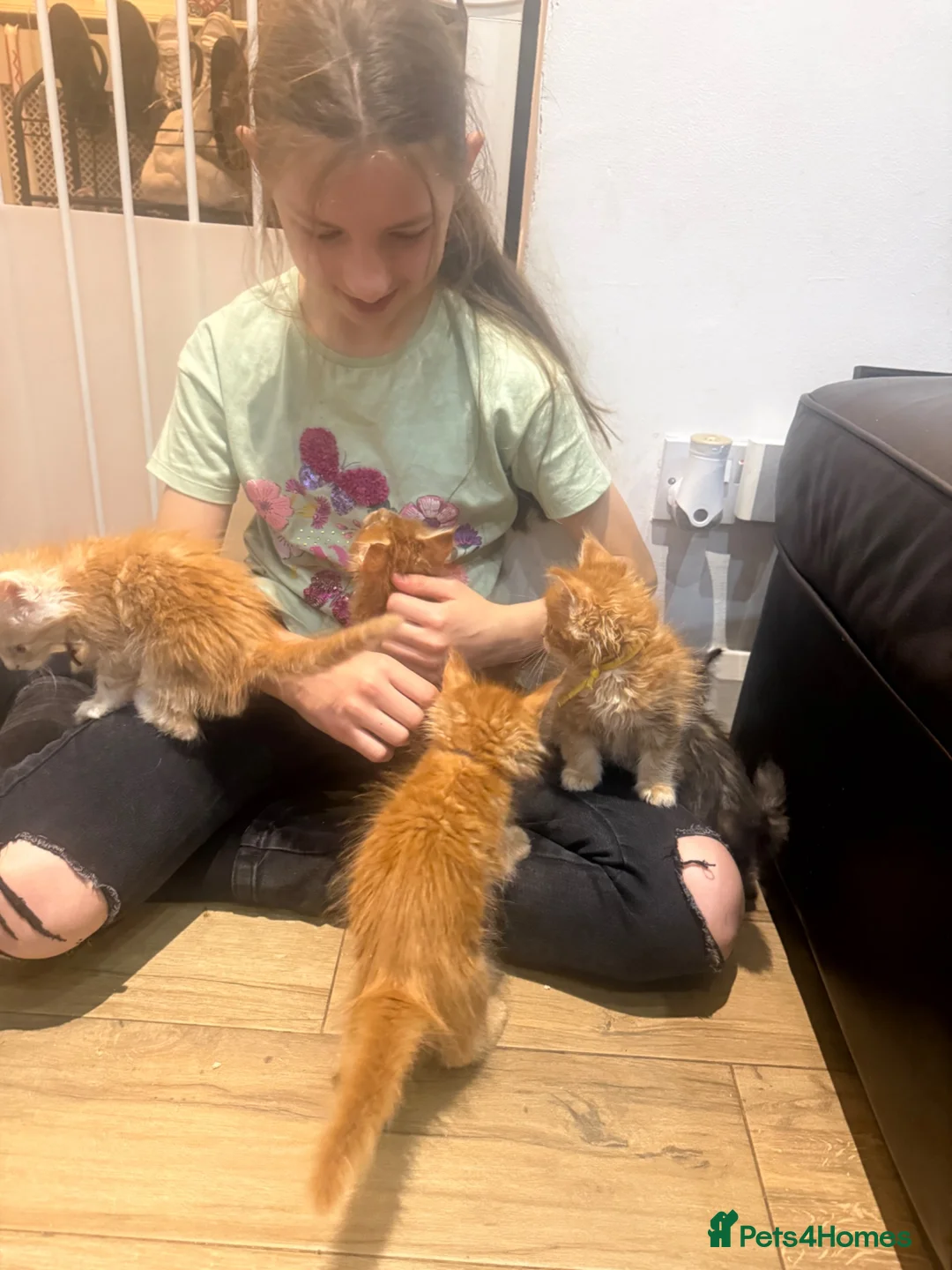 Maine Coon cats for sale: Maine Coon kittens - Advert 2