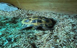 Tortoise reptiles for sale: Female Tortoise  - Image 6
