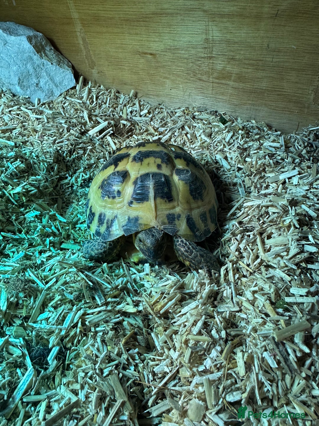 Tortoise reptiles for sale: Female Tortoise  - Image 6