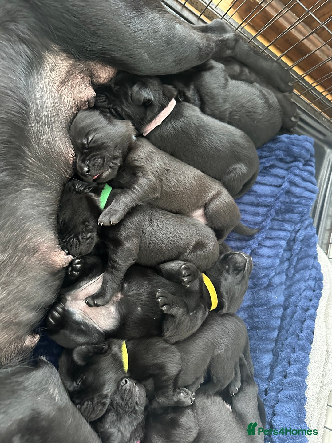 Labrador Retriever dogs for sale: Beautiful kc reg black labradors - Advert 8