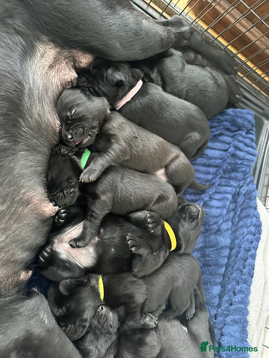 Labrador Retriever dogs for sale: Last 2 stunning kc reg black labradors - Advert 21