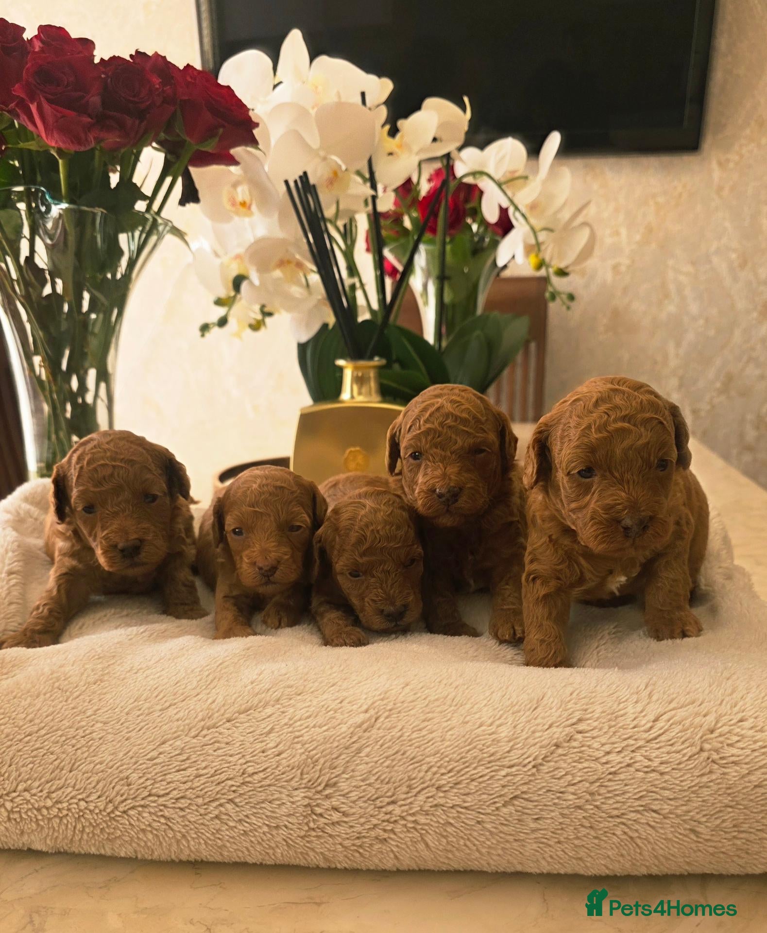 Cockapoo dogs Beautiful red toy cockapoo puppies  - Advert 1