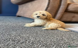 Cockapoo dogs for sale: Cockapoos  - Image 3