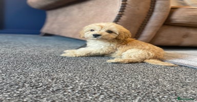 Cockapoo dogs - Advert 7