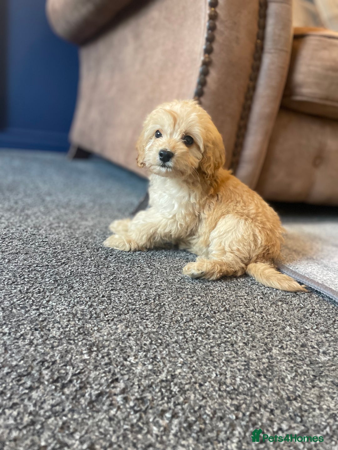 Cockapoo dogs for sale: Cockapoos  - Image 3