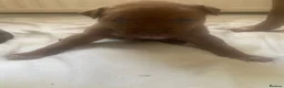 Mixed Breed dogs for sale: Beautiful mixed breed puppies for sale in Durham - Advert 11