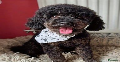 Yorkiepoo dogs - Advert 1