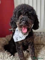 Yorkiepoo dogs - Advert 1