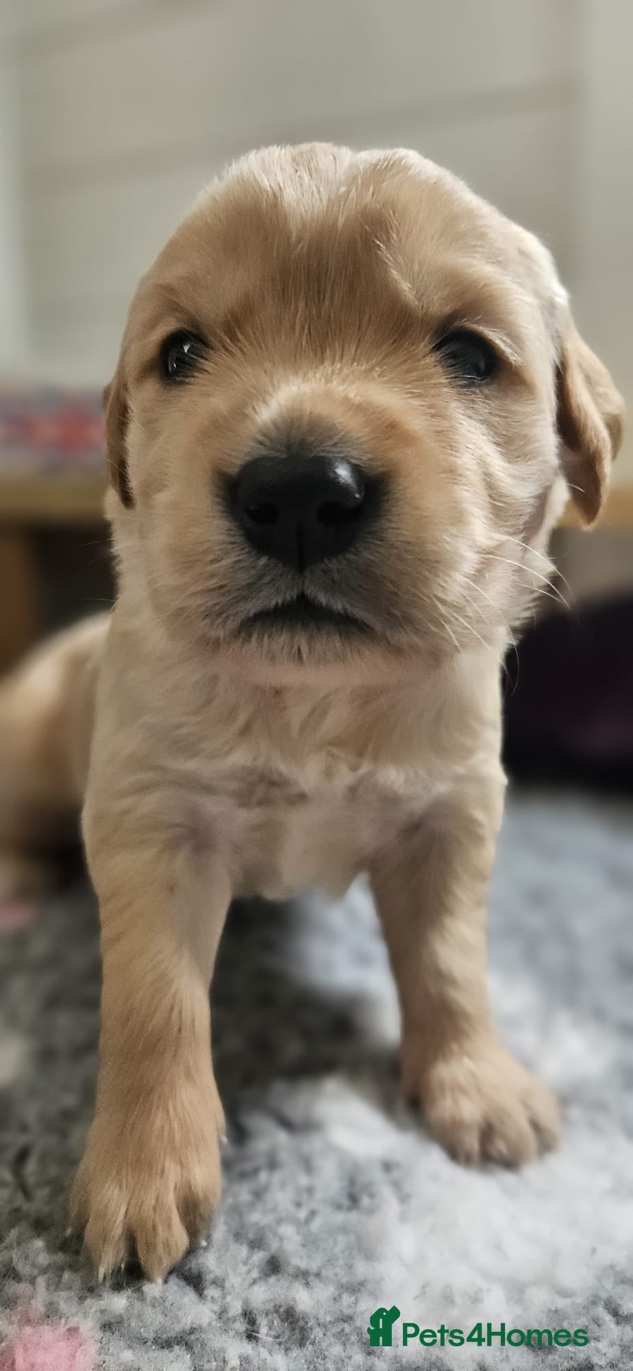 Golden Retriever dogs 1 boyKC Golden Retriever Puppies ready on 17th may - Advert 2